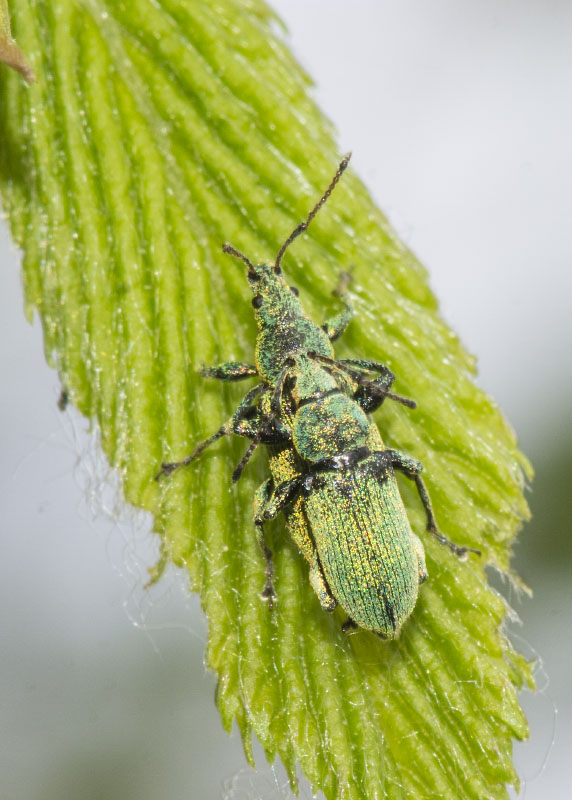 Curculionidae: Phyllobius maculicornis